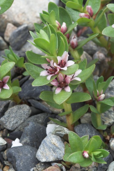 Sea Milkwort --(Glaux maritima) (69849 bytes)