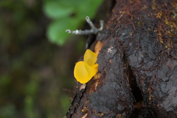 Witch's Butter (53965 bytes)