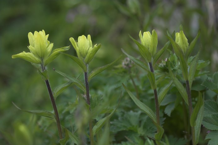 Alaska Paintbrush --(Castilleja unalaschensis) (44741 bytes)