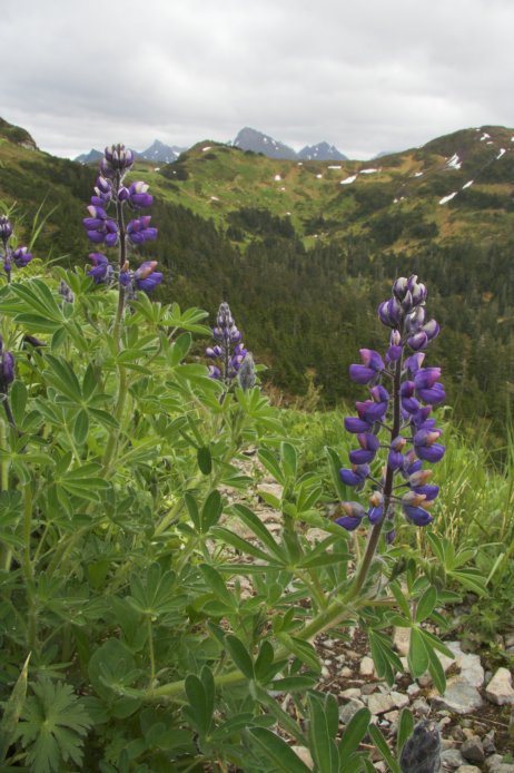 Nootka Lupine --(Lupinus nootkatensis) (81219 bytes)