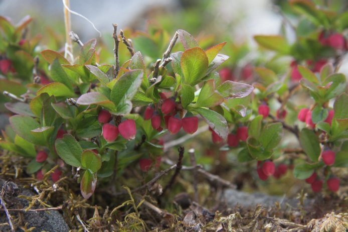 Dwarf Blueberry Flowers --(Vaccinium caespitosum) (69472 bytes)