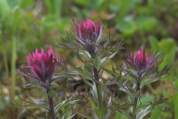 Red Paintbrush --(Castilleja sp.) (58814 bytes)