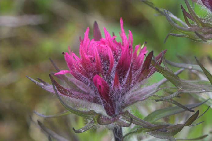 Red Paintbrush --(Castilleja sp.) (55496 bytes)