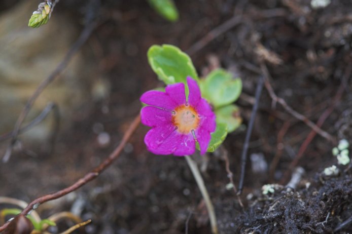 Wedge-leaf Primrose --(Primula cuneifolia) (47680 bytes)