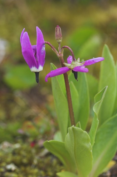 Shooting Star --(Dodecatheon jeffreyi) (40571 bytes)