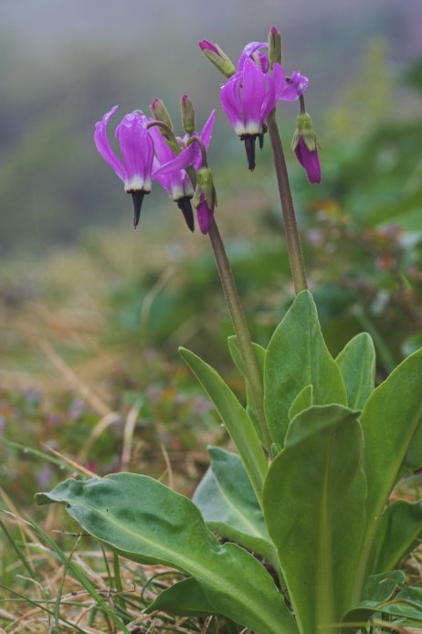 Shooting Star --(Dodecatheon jeffreyi) (51834 bytes)