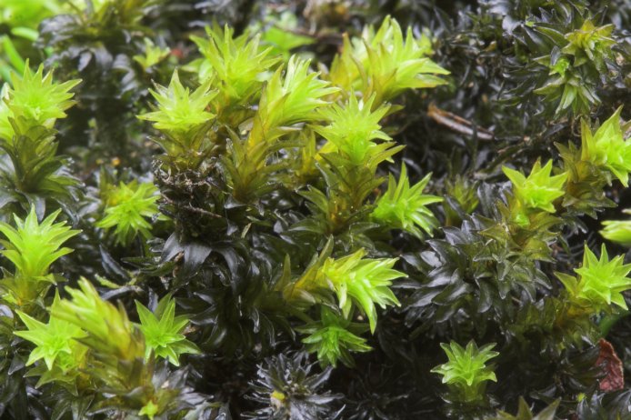 Streamside Moss --(Scouleria aquaitca) (93571 bytes)