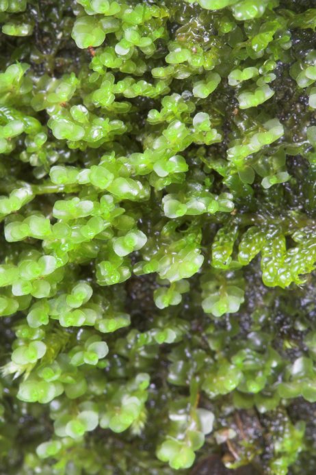 Liverwort (87497 bytes)