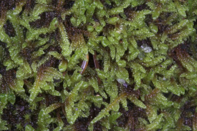 Moss (101016 bytes)