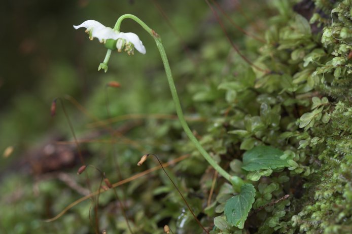 Single Delight --(Pyrola uniflora) (54492 bytes)