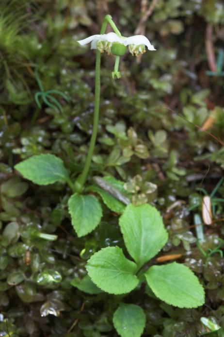 Single Delight --(Pyrola uniflora) (61312 bytes)