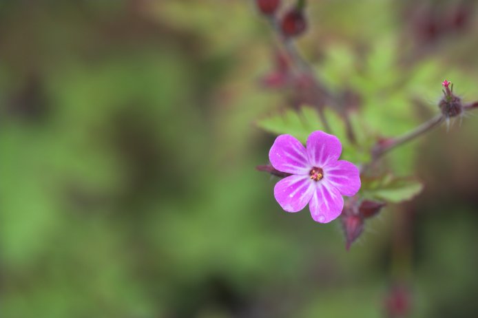 Geranium (28405 bytes)