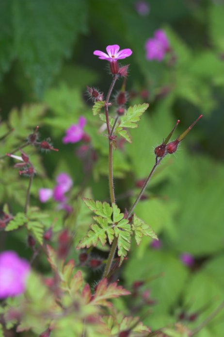 Geranium (45842 bytes)