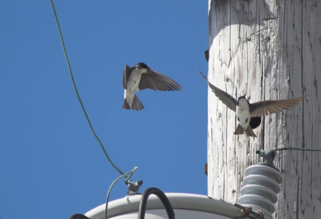 Tree Swallows --(Tachycineta bicolor) (42012 bytes)