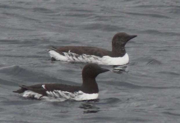 Murres --(Uria aalge) (41872 bytes)