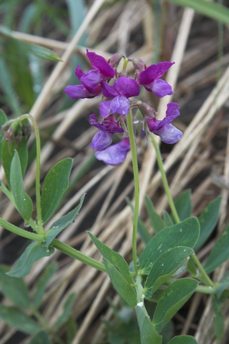 Beach Pea --(Lathyrus japonicus) (59887 bytes)