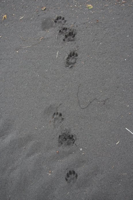 Mustelid Tracks (83966 bytes)