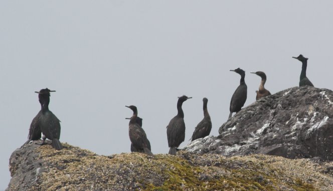 Pelagic Cormorants --(Phalacrocorax pelagicus) (43829 bytes)