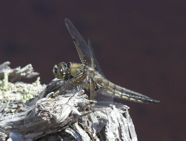 Four-spotted Skimmer --(Libellula quadrimaculata) (51141 bytes)