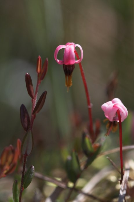 Cranberry Flowers --(Vaccinium oxycoccos) (34066 bytes)