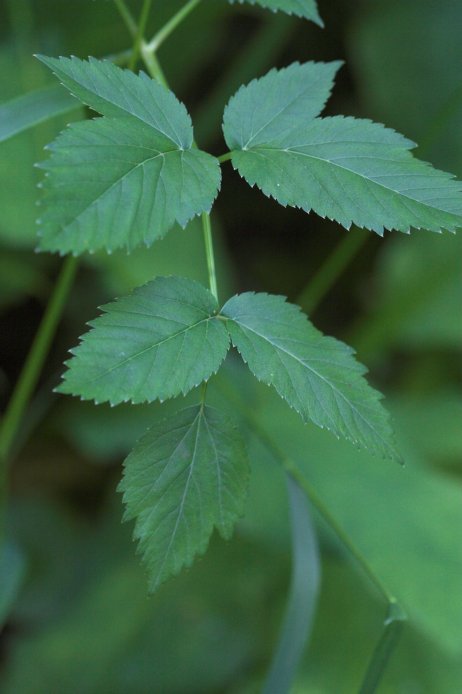 Kneeling Angelica --(Angelica genuflexa) (43734 bytes)