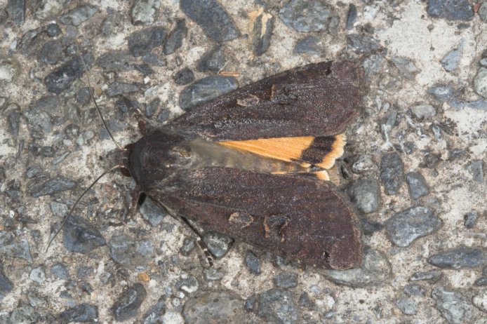 Moth (108634 bytes)