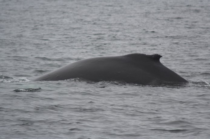 Humpback Whale --(Megaptera novaeangliae) (54644 bytes)