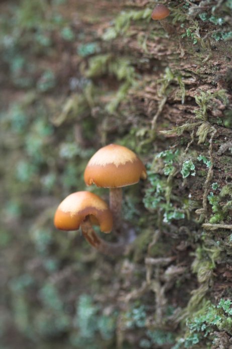 Mushrooms (62244 bytes)