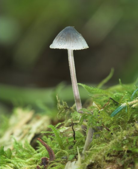 Mushroom (41217 bytes)