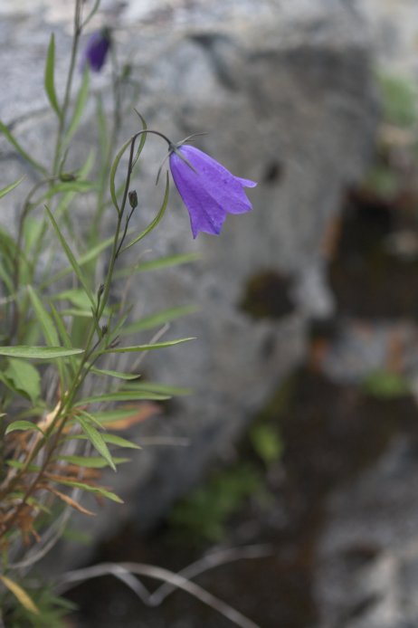 Harebell --(Campanula rotundifolia) (41227 bytes)