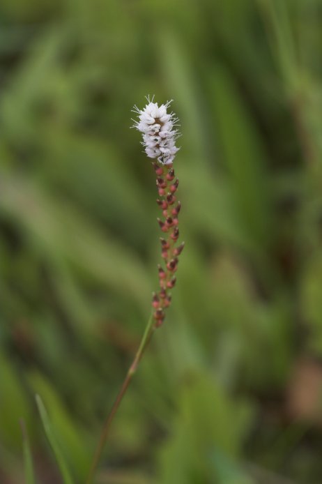 Alpine Bistort --(Polygonum viviparum) (28186 bytes)