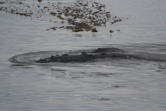 Humpback Whale --(Megaptera novaeangliae) (56382 bytes)