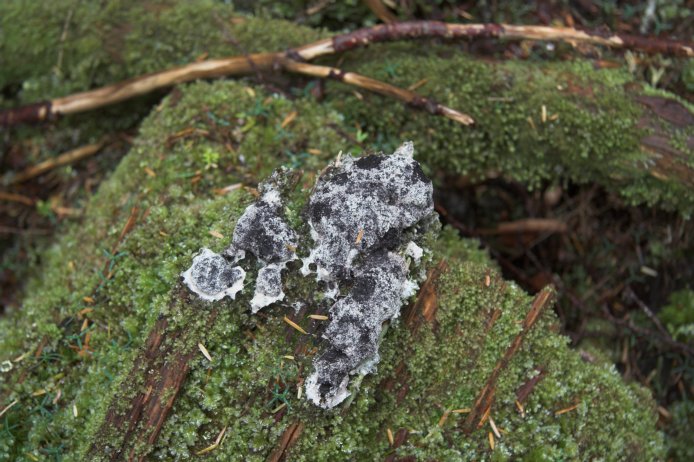 Slime Mold? (94012 bytes)