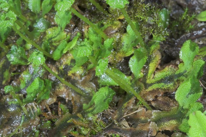 Waterfall Liverwort (99478 bytes)