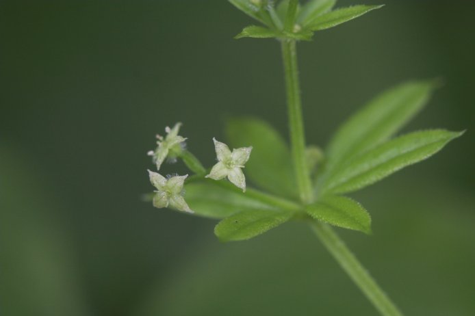 Sweet-scented Bedstraw --(Galium triflorum) (23165 bytes)