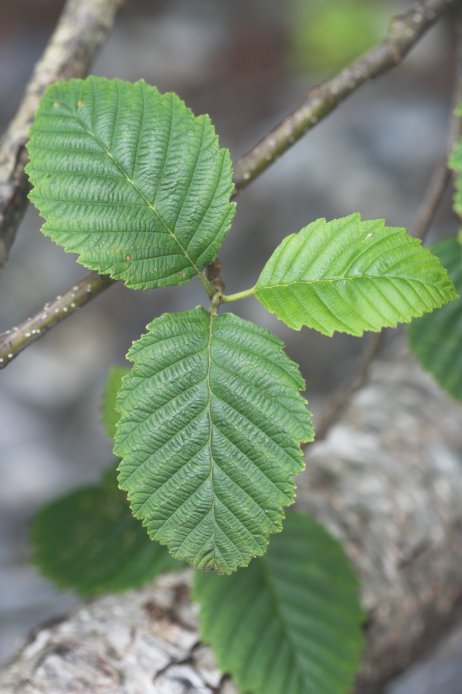 Red Alder Leaves --(Alnus rubra) (56717 bytes)