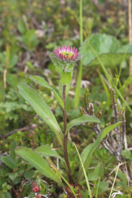 Subalpine Daisy --(Erigeron peregrinus) (64720 bytes)