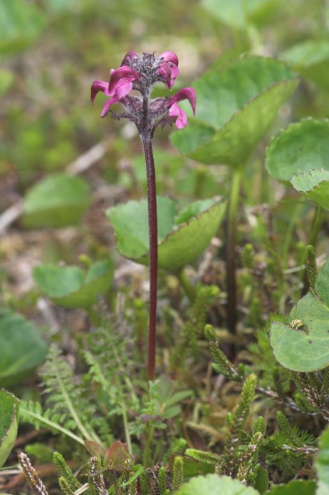 Lousewort --(Pedicularis sp.) (63145 bytes)