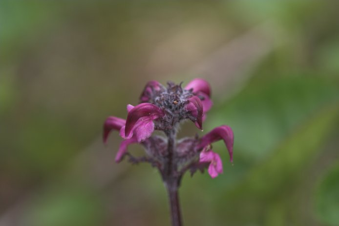 Lousewort --(Pedicularis sp.) (24209 bytes)