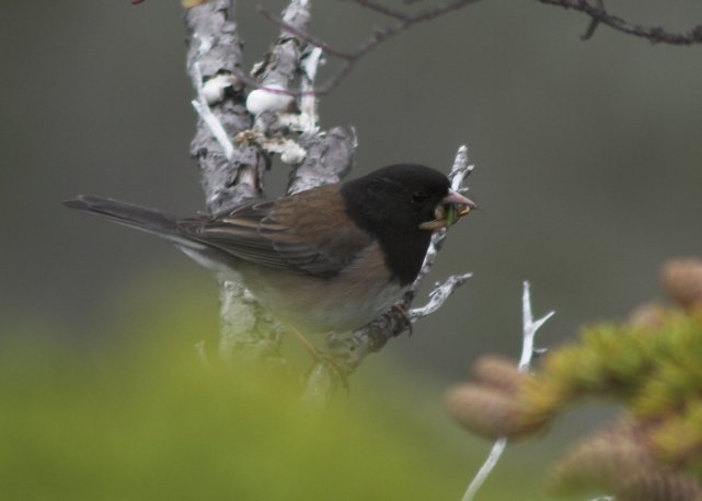 Dark-eyed Junco --(Junco hyemalis) (30629 bytes)