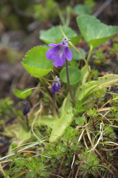 Common Butterwort --(Pinguicula vulgaris) (67830 bytes)