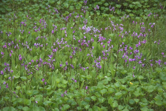 Shooting Stars --(Dodecatheon jeffreyi) (108437 bytes)