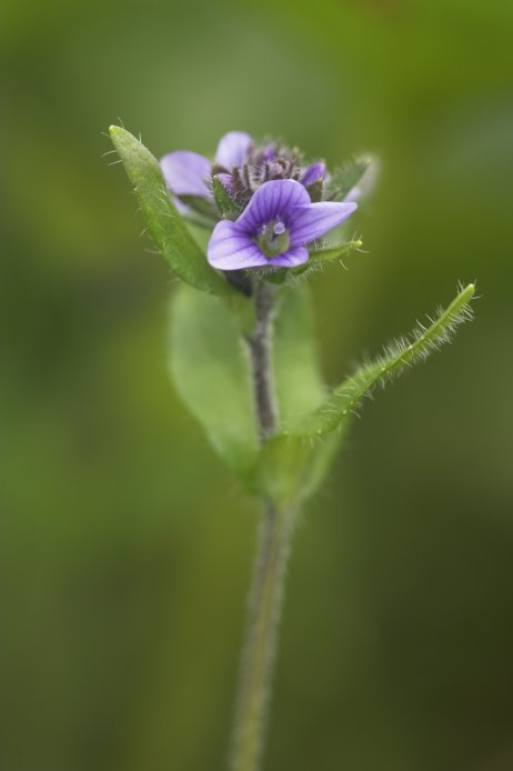 Alpine Speedwell --(Veronica wormskjoldii) (25260 bytes)