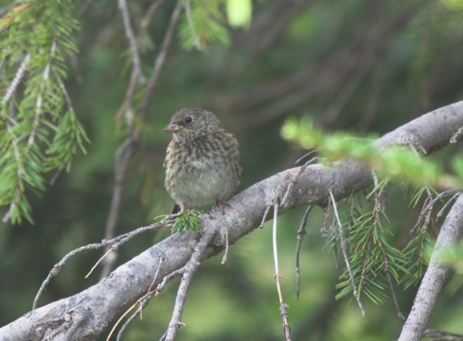 Juvenile Dark-eyed Junco --(Junco hyemalis) (58731 bytes)