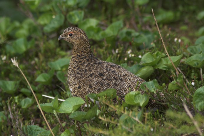 Female Willow Ptarmigan --(Lagopus lagopus) (72023 bytes)