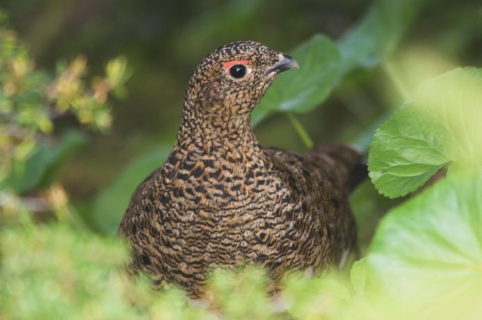 Female Willow Ptarmigan --(Lagopus lagopus) (54806 bytes)