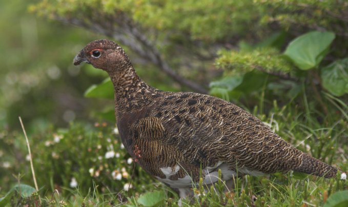 Male Willow Ptarmigan --(Lagopus lagopus) (62949 bytes)