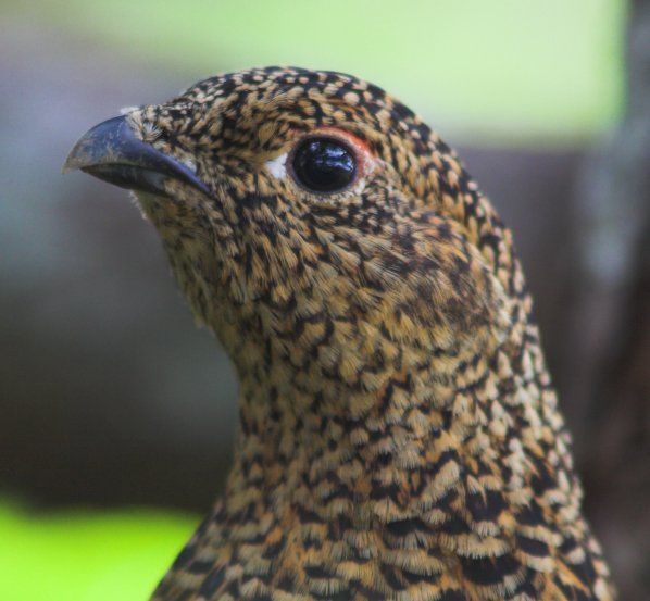 Female Willow Ptarmigan --(Lagopus lagopus) (56109 bytes)