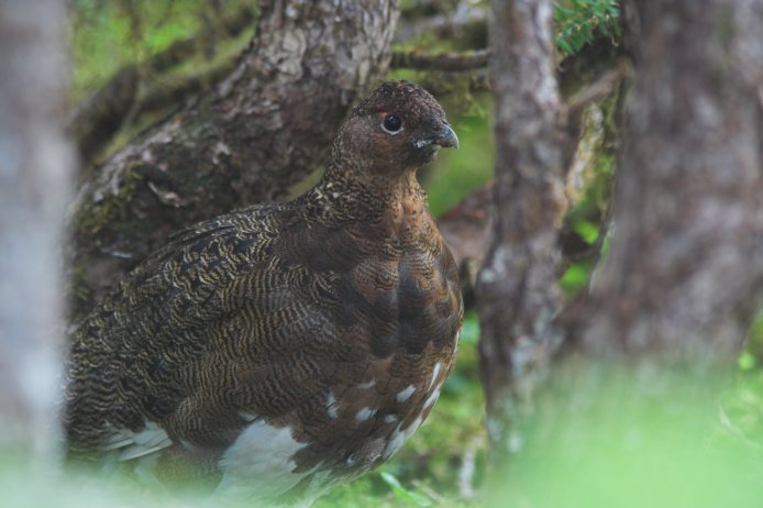 Male Willow Ptarmigan --(Lagopus lagopus) (56154 bytes)