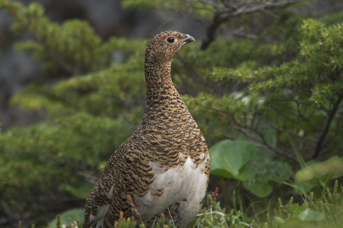 Female Willow Ptarmigan --(Lagopus lagopus) (58076 bytes)